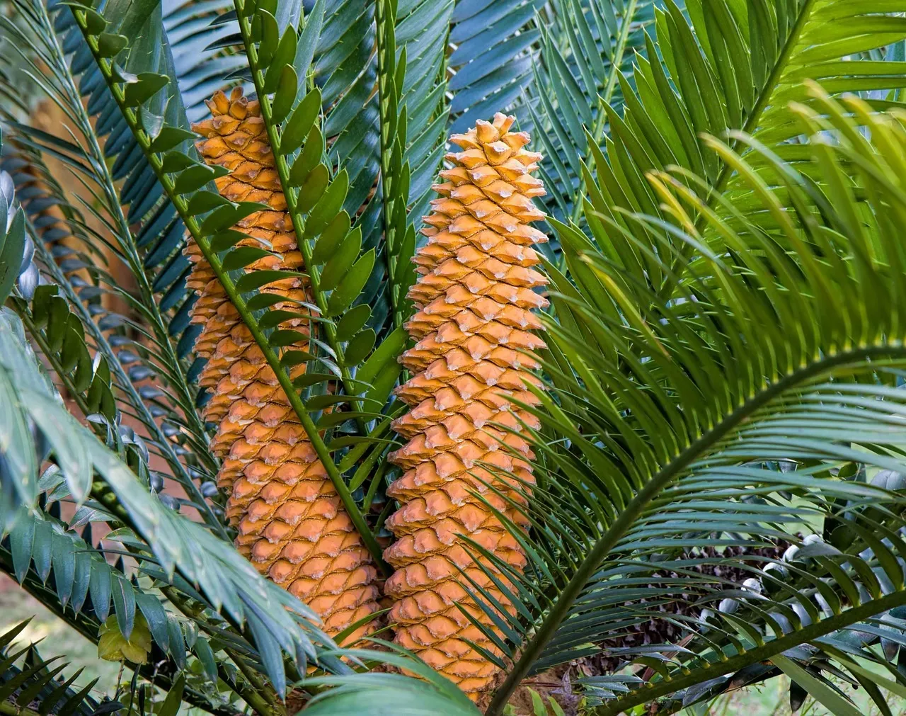 Cycads: The Palm-Like Powerhouses of the Jurassic (Image Credits: Pixabay)