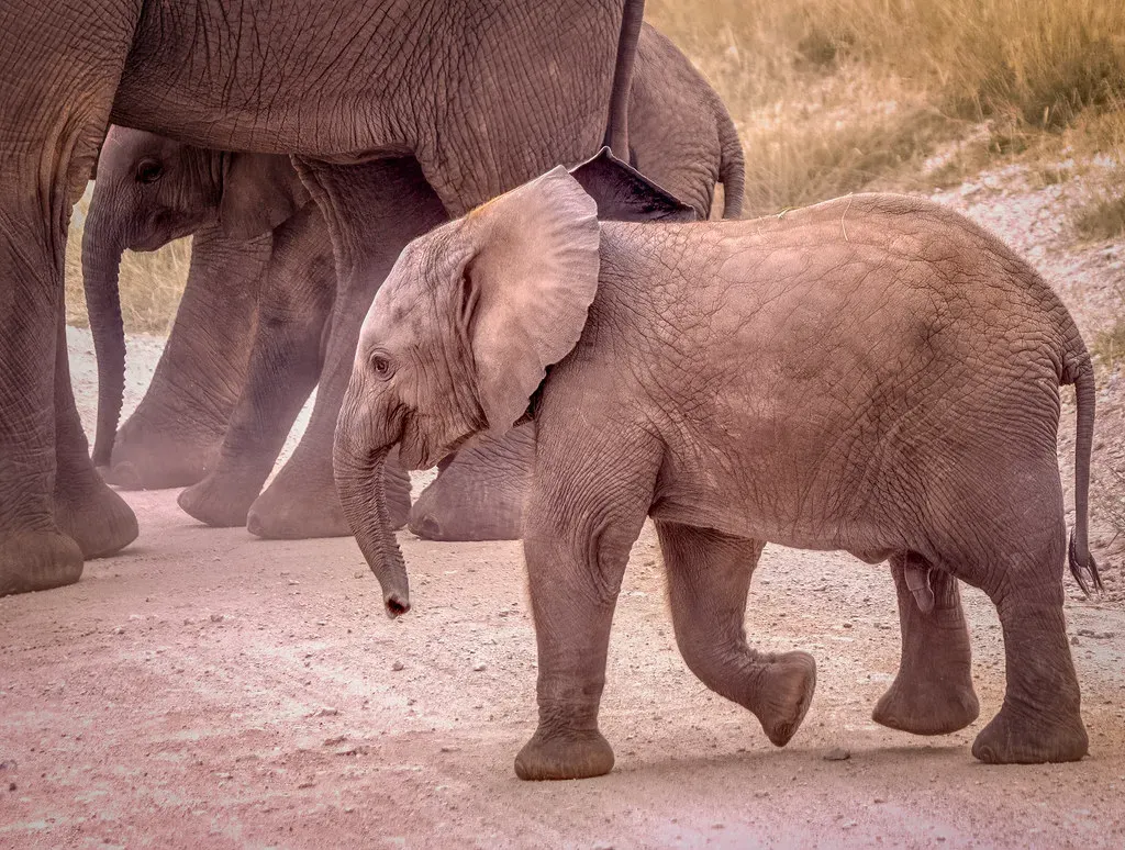 #6 - The Real Number of Individuals an Elephant Can Track by Scent Alone (. Ray in Manila, Flickr, CC BY 2.0)