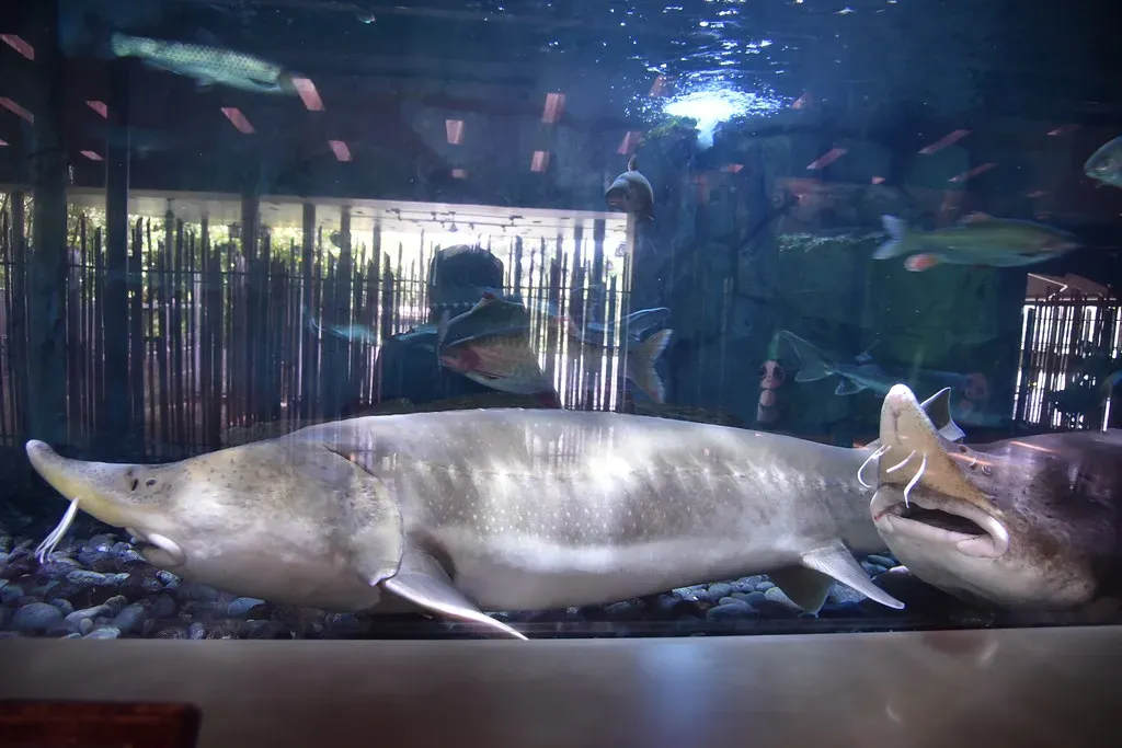 7. Sturgeon: The Armored Ghosts Of Ancient Rivers (shankar s., Flickr, CC BY 2.0)