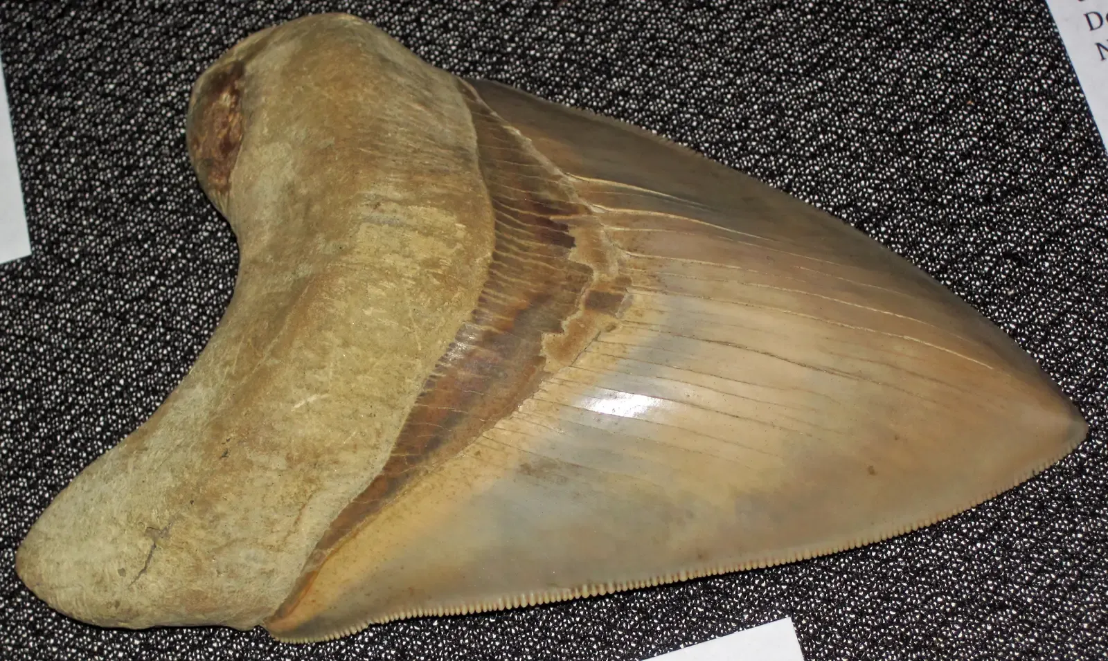#3 - "Fresh-Looking" Teeth Prove Megalodon Survived Longer Than We Thought (Carcharodon megalodon (fossil shark tooth) (Miocene; Lee Creek Phosphate Mine, Aurora, North Carolina, USA), CC BY 2.0)