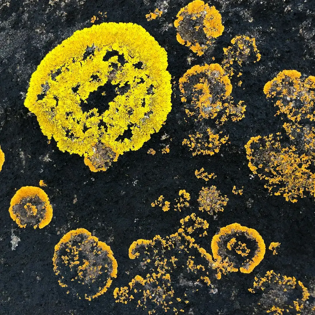 Pollen Analysis Reconstructs Ancient Ecosystems (Image Credits: Unsplash)