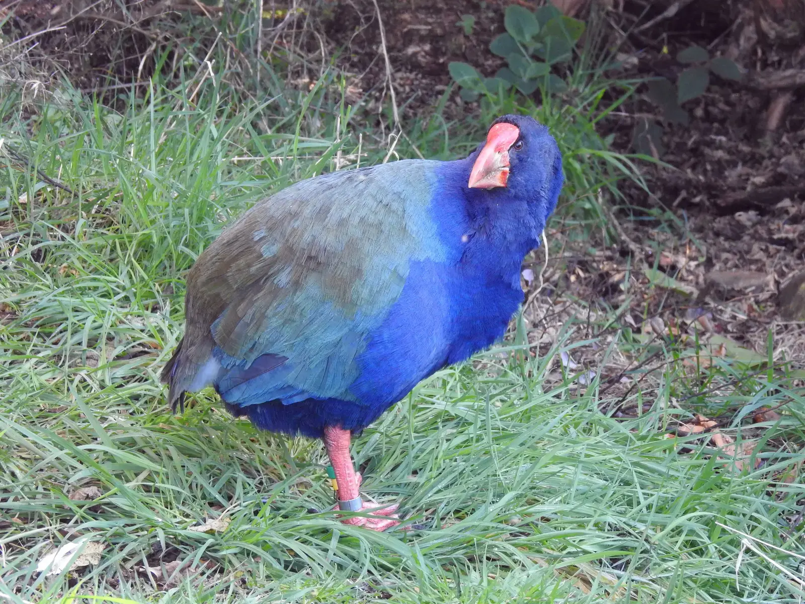#8 - The Flightless Bird New Zealand Buried Twice (By Wouter Koch, CC BY 4.0)