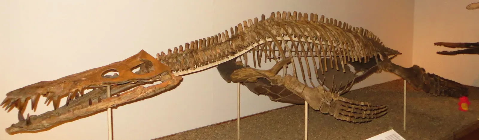 #14 - Liopleurodon, the Monster Built on a Jawbone (By Ghedoghedo, CC BY-SA 3.0)