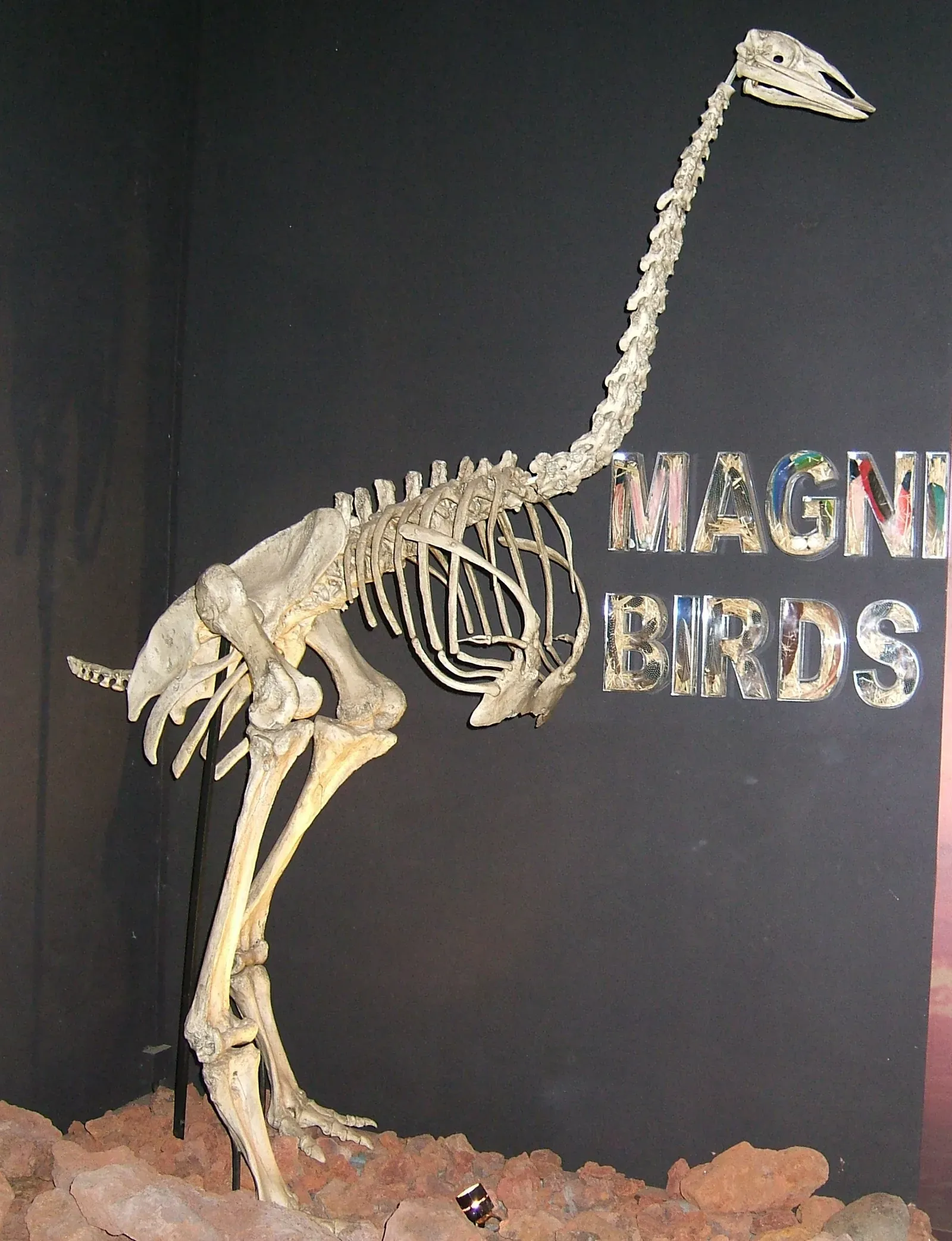 6. Elephant birds of Madagascar – “prehistoric” giants into the last millennium (Elephant Bird skeleton, CC BY 2.0)