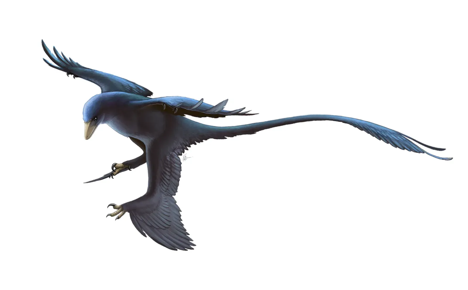 Microraptor: The Iridescent Hunter (Image Credits: Wikimedia)