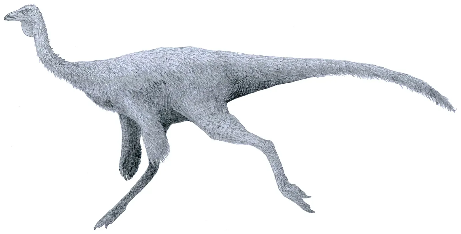 3. Ornithomimus – The “Ostrich Mimic” That Really Earned Its Name (By Tom Parker, CC BY-SA 4.0)
