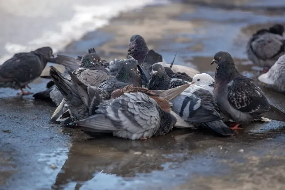 7. Cassowary Cousins and the Birds We Ignore: Pigeons, Gulls, and Beyond (Image Credits: Pexels)