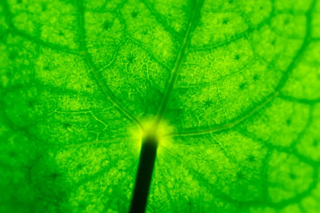 A strange question: Why is life on Earth mostly green? (Image Credits: Unsplash)