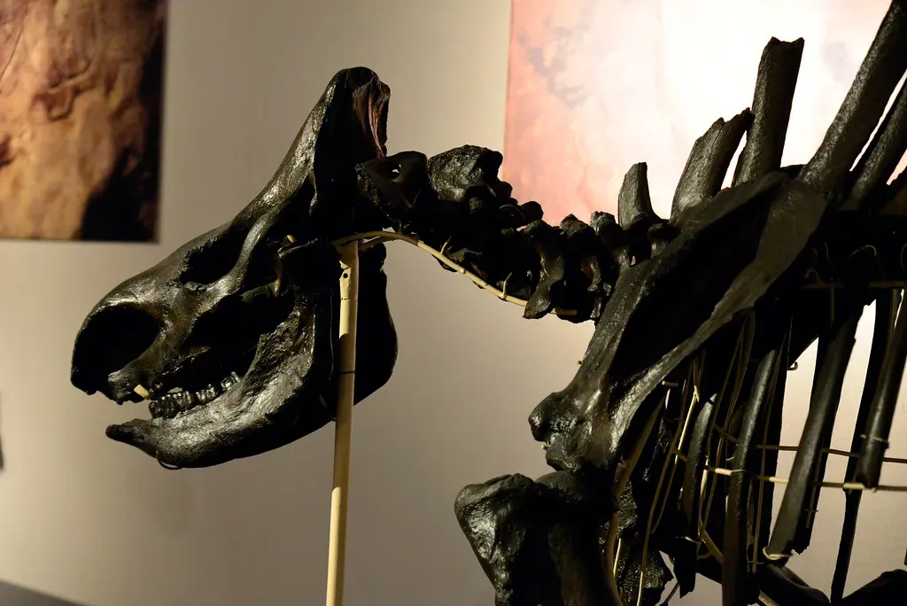 #2 - It Didn't Die Slowly From Inbreeding (hape662, Flickr, CC BY 2.0)