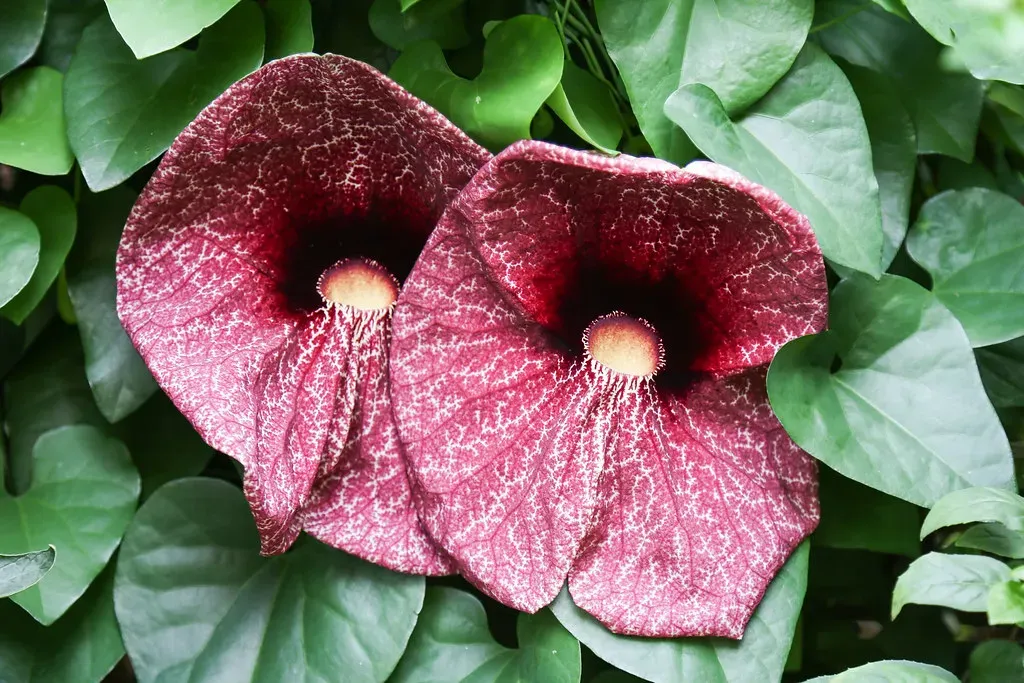 Aristolochia Flowers That Trapped Pollinators And Contained Poison (Image Credits: Flickr)