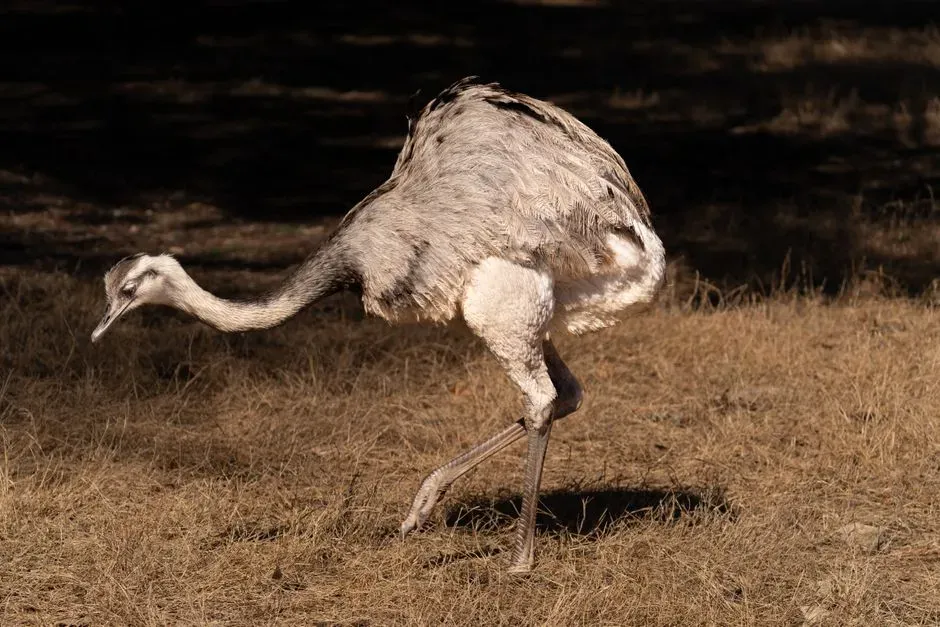 From Sky to Ground: Why Some Birds Abandoned Flight (Image Credits: Pexels)