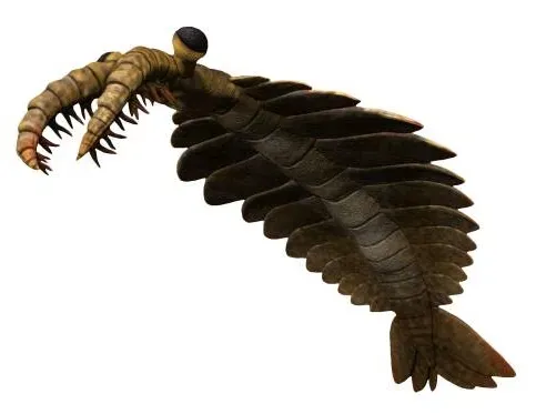 Anomalocaris: The Cambrian Seas' First Apex Hunter (Image Credits: Wikimedia)