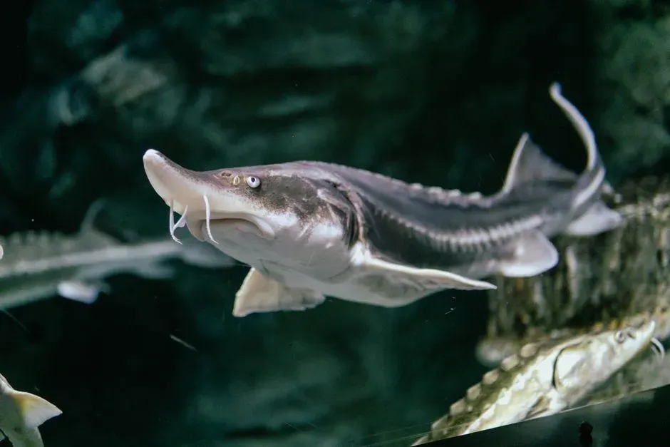 #9 - Sturgeon: The Armor-Plated Fish That Outlived the Age of Reptiles (Image Credits: Pexels)