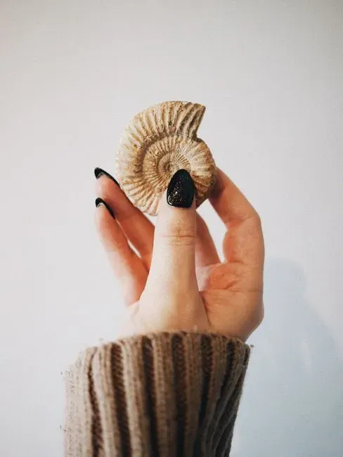 Collecting Fossils, Collecting Perspective (Image Credits: Pexels)