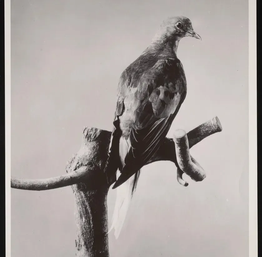 #2 - The Passenger Pigeon: Billions to Zero in a Century (Image Credits: Rawpixel)