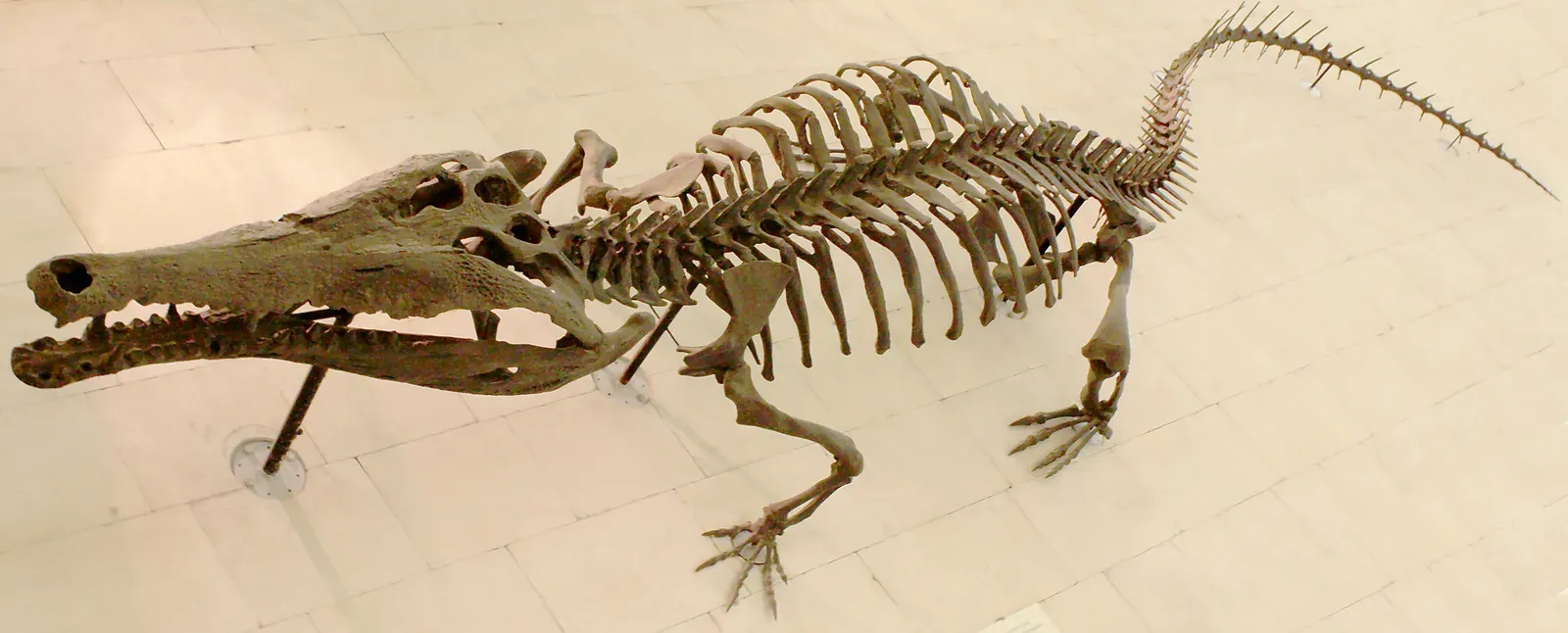 Not Just Killers: The Wildly Weird World of Croc Cousins (spiderdileUploaded by FunkMonk, CC BY-SA 2.0)