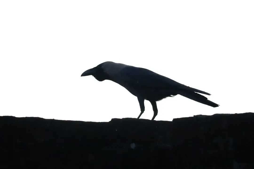 You're Learning To Navigate Between Light And Shadow (Image Credits: Unsplash)