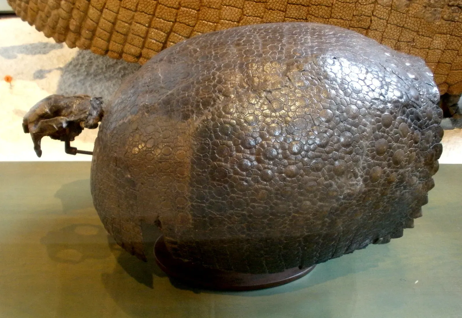 DNA Evidence: How We Know Glyptodonts And Armadillos Are Kin (By Ghedoghedo, CC BY-SA 3.0)