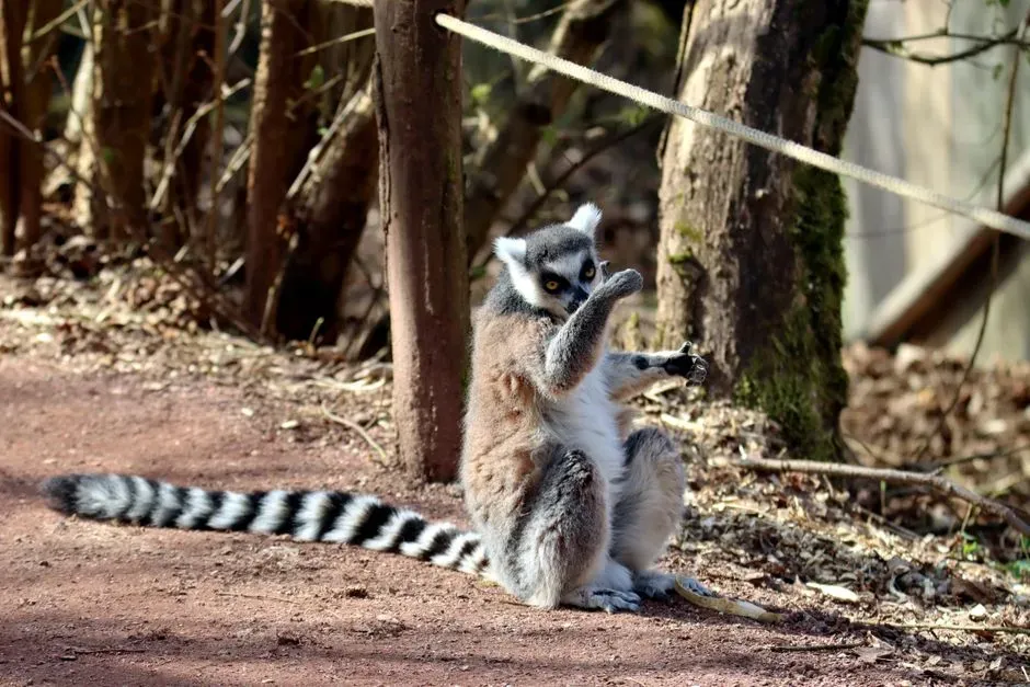 Our Tail-Loss in the Bigger Story of Primates (Image Credits: Pexels)