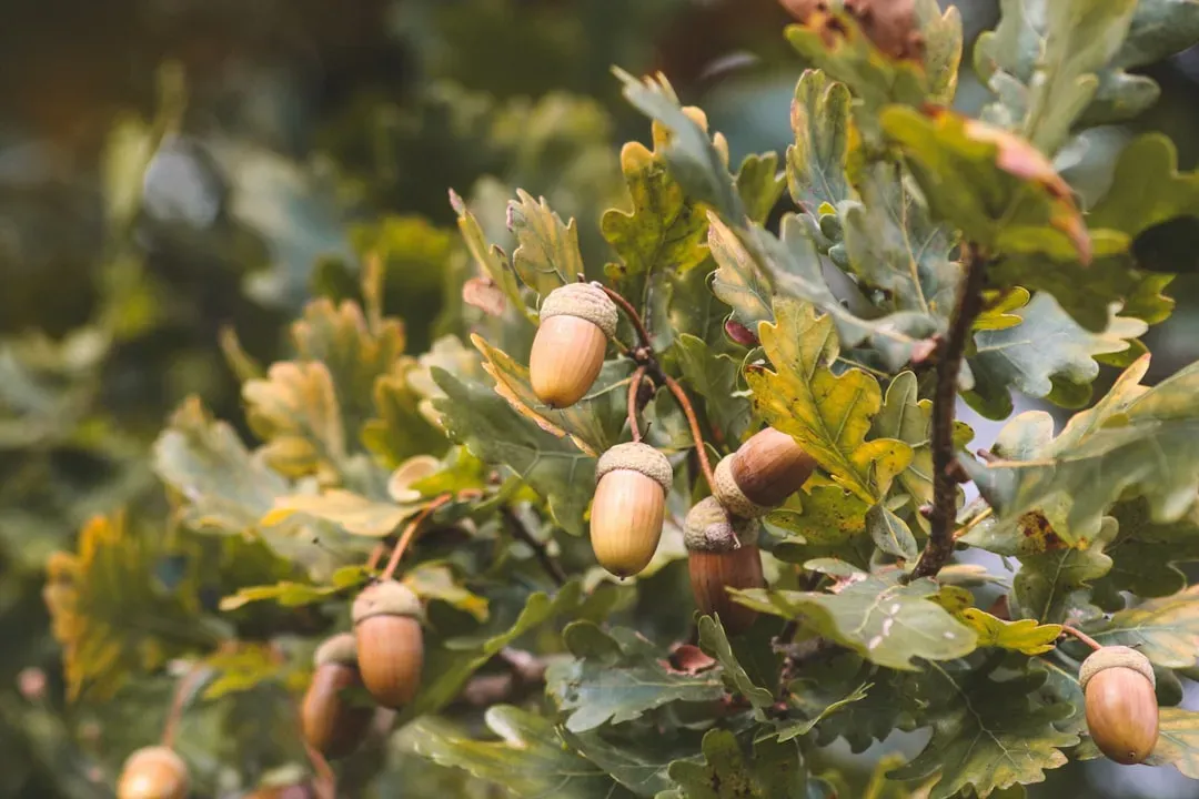 #5 - Acorns: The Bitter Nut That Became a Dietary Backbone (Image Credits: Unsplash)
