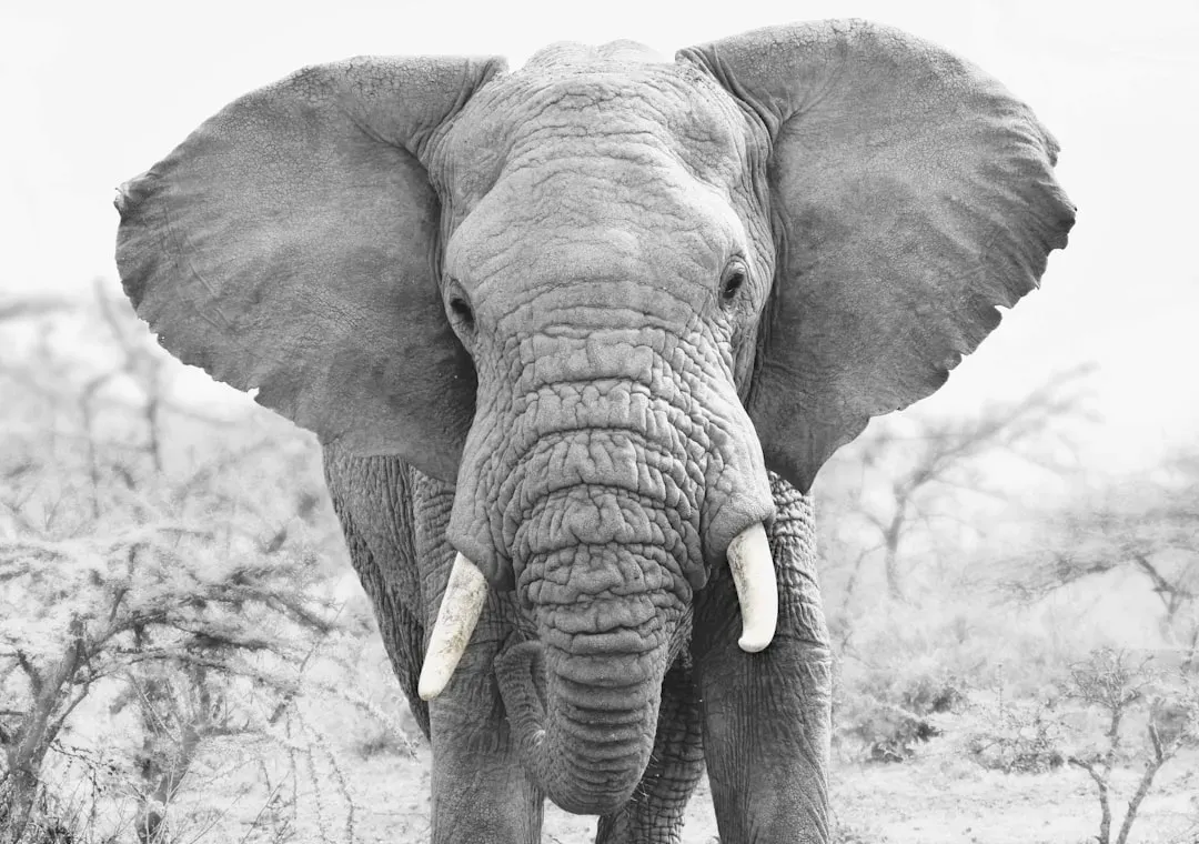 African Elephants: Unstoppable Giants with Attitude (Image Credits: Unsplash)