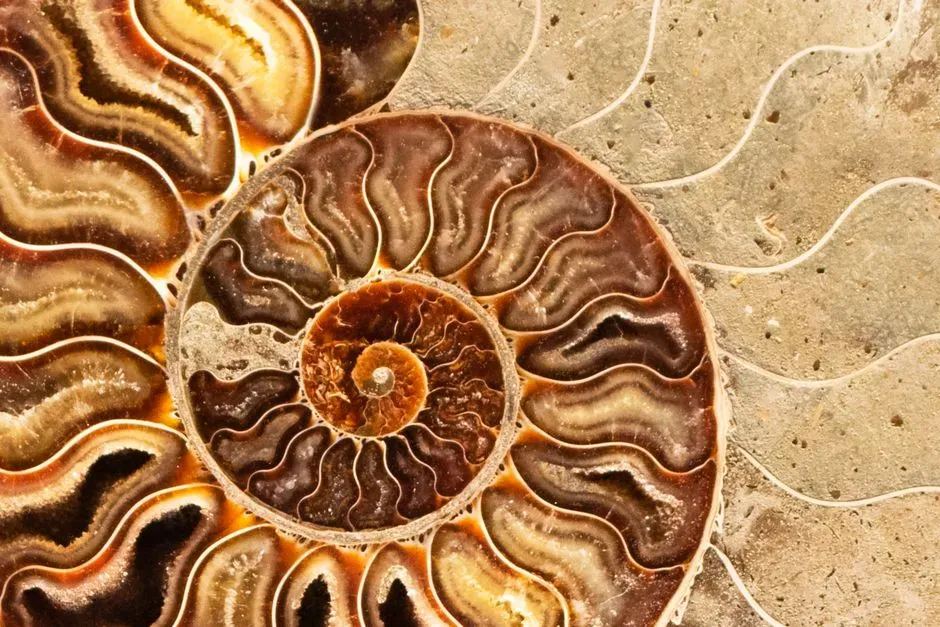 The Fossil Treasure Hidden in the Heartland (Image Credits: Pexels)