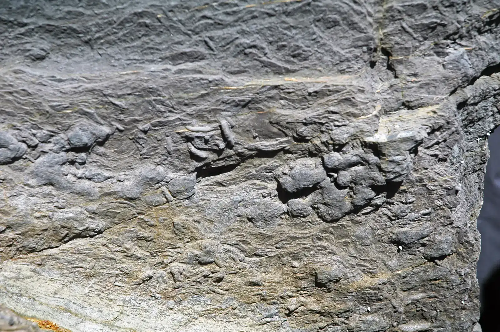 4. The Jiangchuan Biota: Rewriting the Timeline of Complex Life (By James St. John, CC BY 2.0)