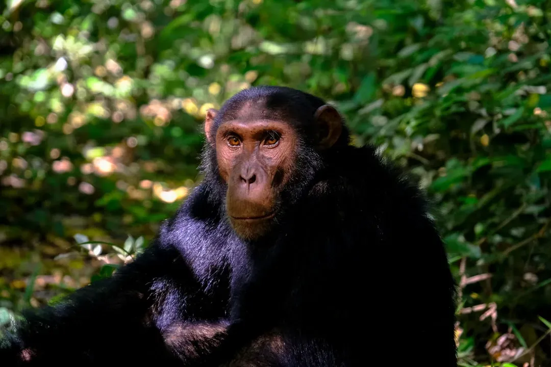 #1 - Chimpanzees Are the Closest Cognitive Relative We Have (Image Credits: Unsplash)