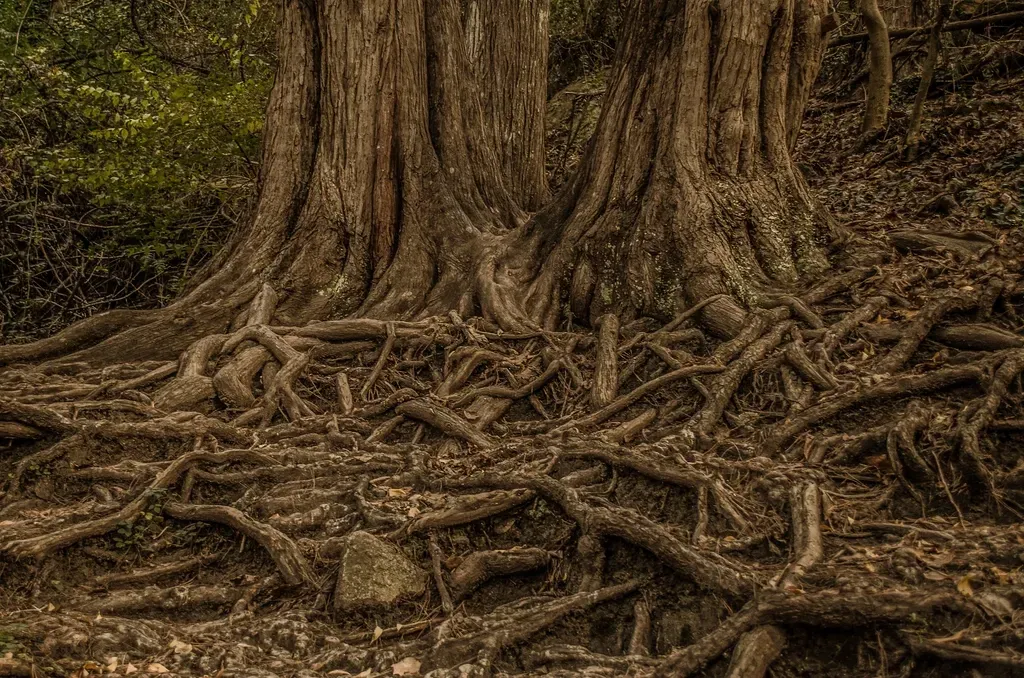 Roots That Broke the Ground - and the Rock Cycle (Image Credits: Rawpixel)