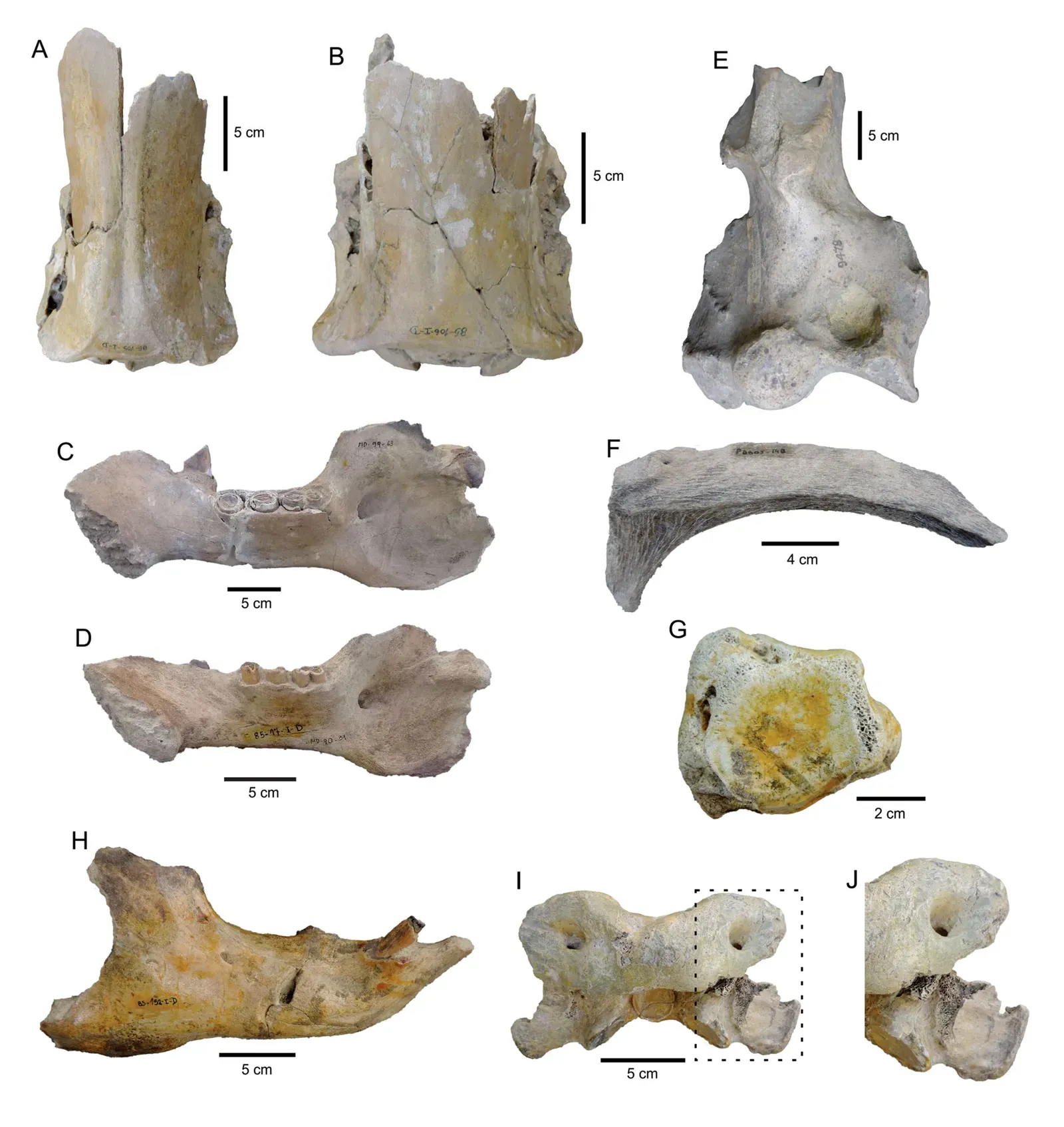 Sloth Bones as Jewelry: A Stranger Side of Coexistence (Rodrigo L. Tomassini, Claudia I. Montalvo, Mariana C. Garrone, Laura Domingo, Jorge Ferigolo, Laura E. Cruz, Dánae Sanz‑Pérez, Yolanda Fernández‑Jalvo and Ignacio A. Cerda: Gregariousness in the giant sloth Lestodon (Xenarthra): multi‑proxy approach of a bonebed from the Last Maximum Glacial of Argentine pampas. Scientific Reports 10, 2020, pp. 10955 (fig. 3), doi:10.1038/s41598-020-67863-0, CC BY 4.0)