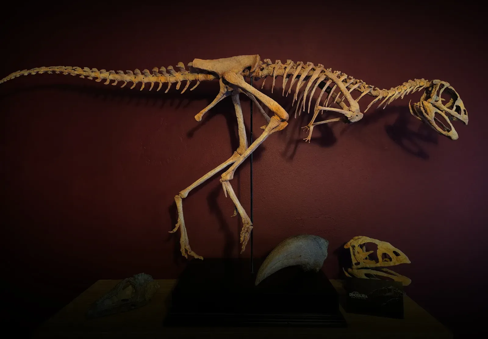 You've Owned - or Desperately Wanted - Fossil Replicas or Specimens (Image Credits: Wikimedia)