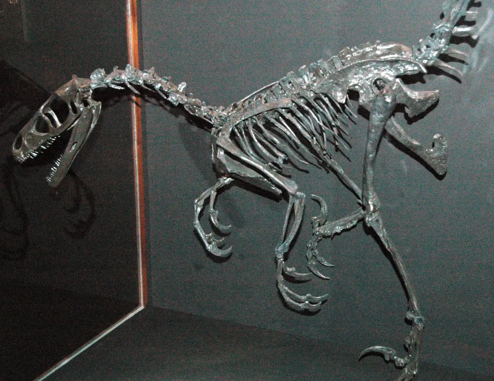 Shared Skeletal Traits: The Bones Don't Lie (Saurornitholestes langstoni theropod dinosaur (Upper Cretaceous; Glacier County, northwestern Montana, USA) 1, CC BY 2.0)