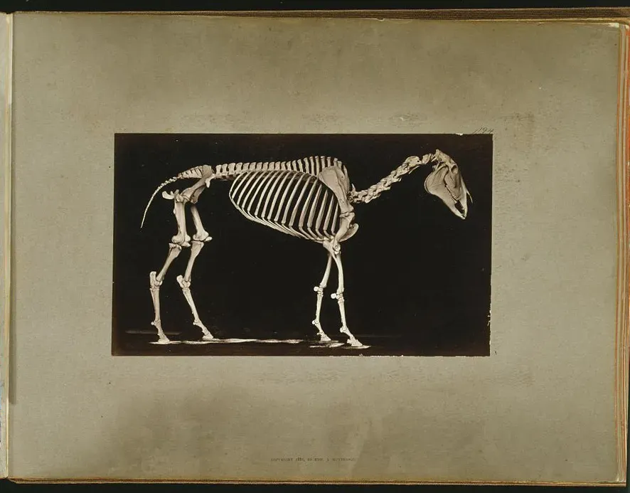 #11 – Horse Bones Turning Up Long After Horses Were Supposedly Gone From North America (By The Library of Congress, No restrictions)