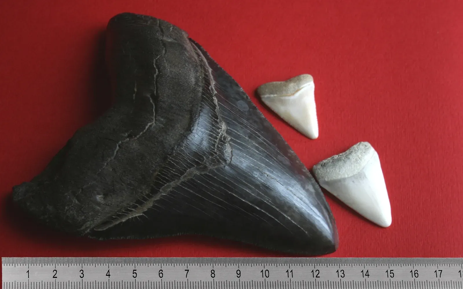 Super-Sized Teeth Built Like Biological Chainsaws (This file was derived from:  Megalodon tooth with great white sharks teeth.jpg:, CC BY-SA 3.0)
