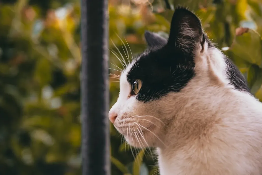 #1 - "Episodic-Like" Memory in Animals Is Closer to Human Autobiography Than We Wanted to Believe (Image Credits: Unsplash)