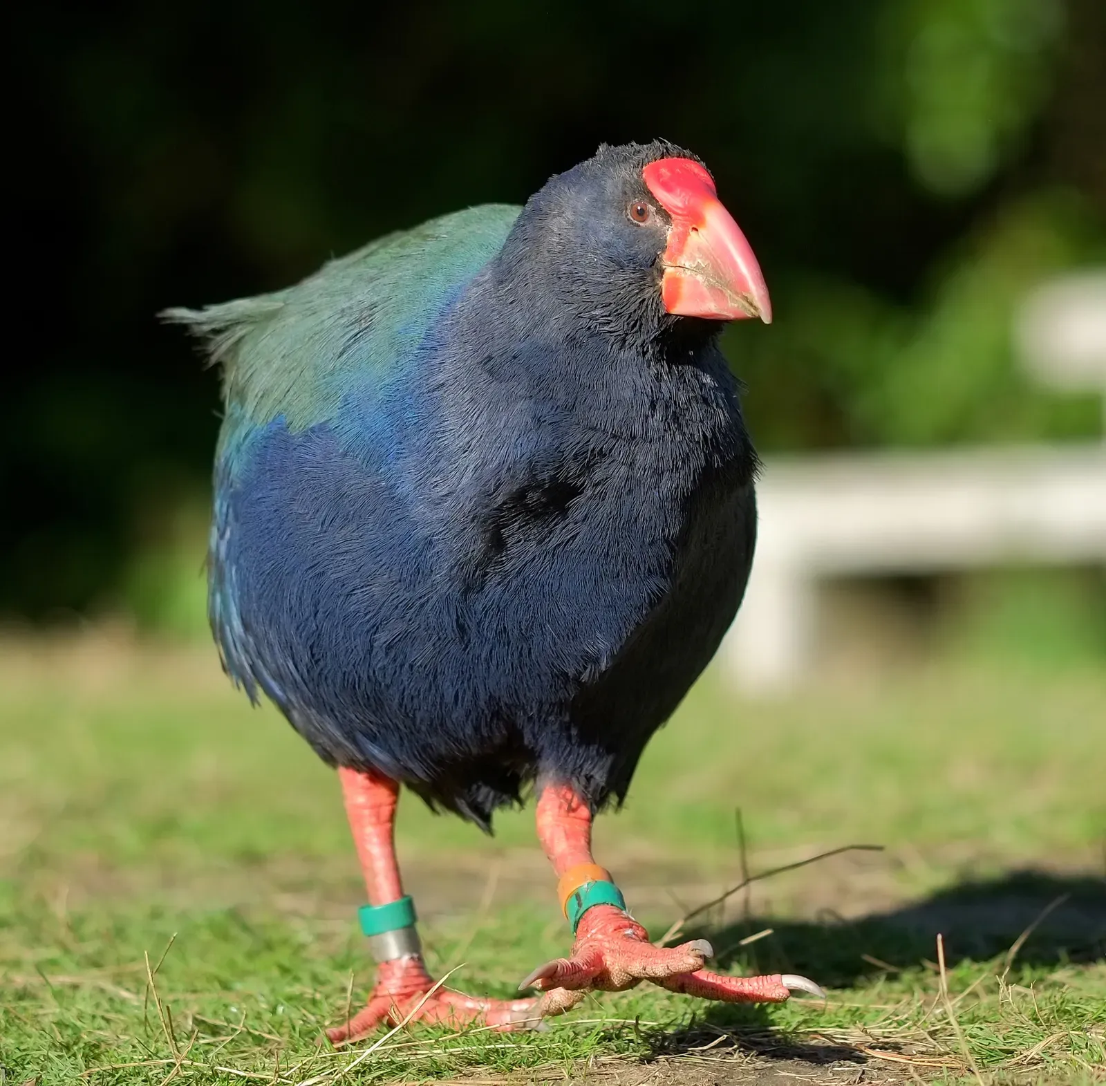 #8 - The Takahe: New Zealand's Flightless Bird That Wasn't Supposed to Exist (By Pseudopanax at English Wikipedia, Public domain)