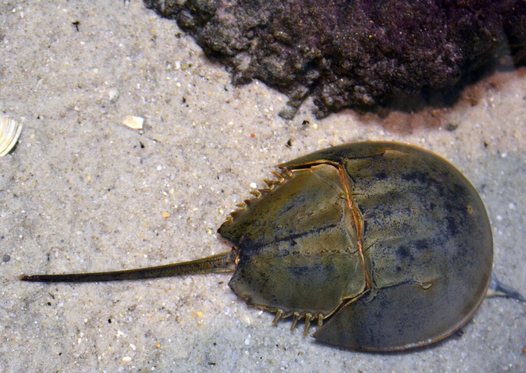 Horseshoe Crabs: Living Fossils from Before the Dinosaurs (Image Credits: Flickr)