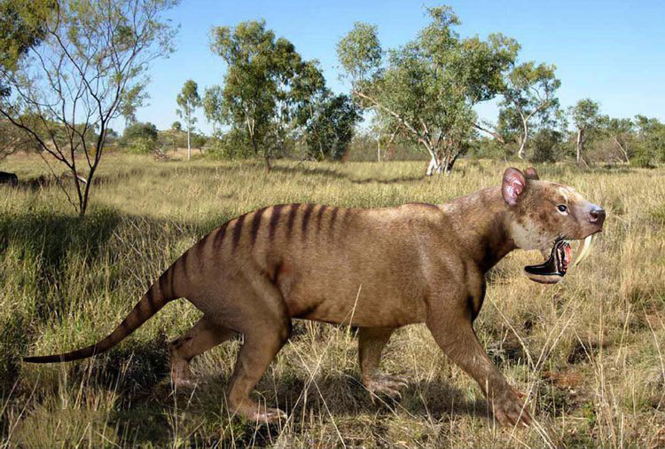 Thylacosmilus: The Saber-Toothed Marsupial (Image Credits: Wikimedia)