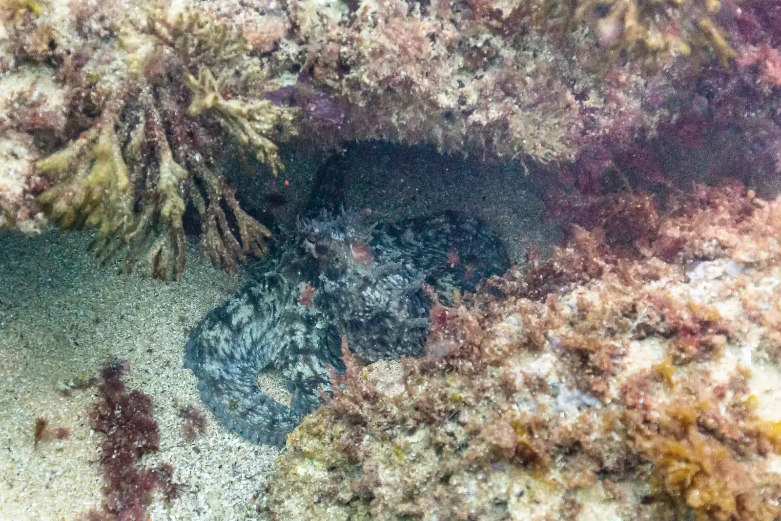 #4 - Octopuses Are Bossing Fish Around During Hunts (By Diego Delso, CC BY-SA 4.0)