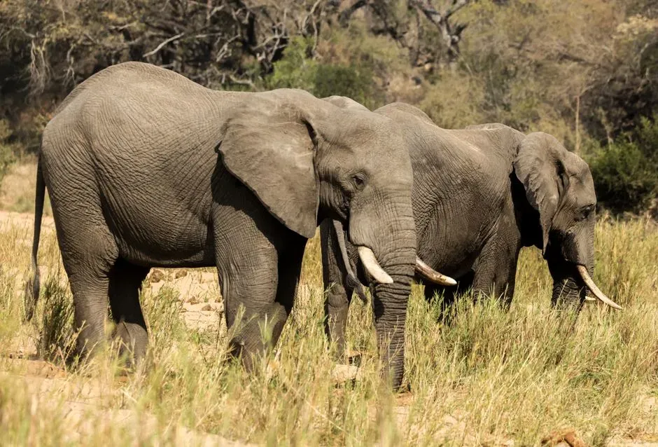 #3 - Why Elephants Almost Never Get Cancer Despite Having Trillions of Cells (Image Credits: Pexels)