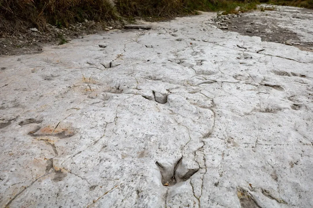 Footprints that Reveal Herds, Fleeing Mobs, and Family Groups (Image Credits: Unsplash)
