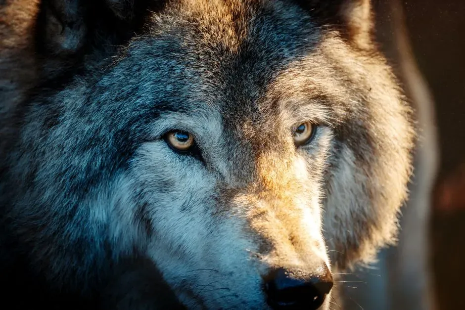 #1 - The Scientist Who Popularized "Alpha Wolf" Spent Years Trying to Take It Back (Image Credits: Pexels)