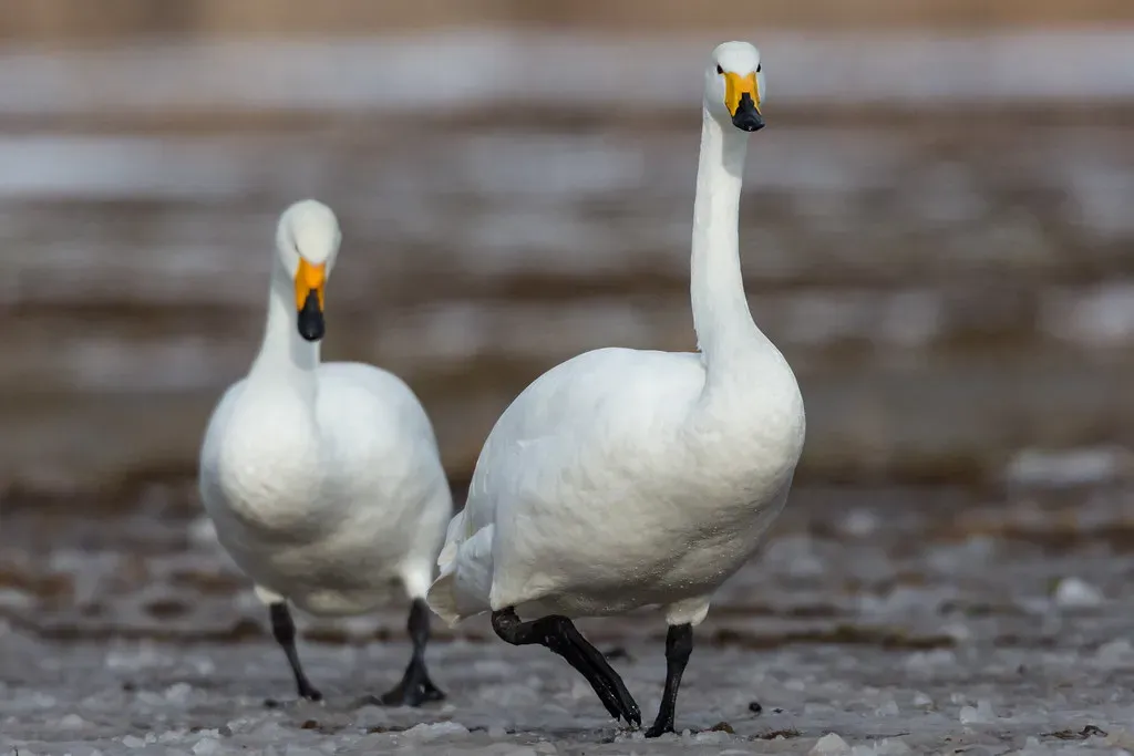 Libra – The Whooper Swan (Julie Edgley, Flickr, CC BY-SA 2.0)