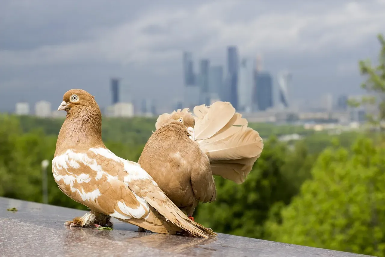 Birds: Dinosaur Descendants Now Trapped in Our World (Image Credits: Pixabay)