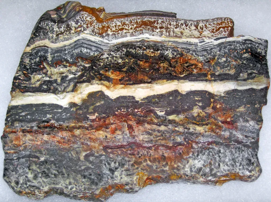 2. The Oldest Direct Fossil Evidence Comes from Western Australia (Image Credits: Flickr)