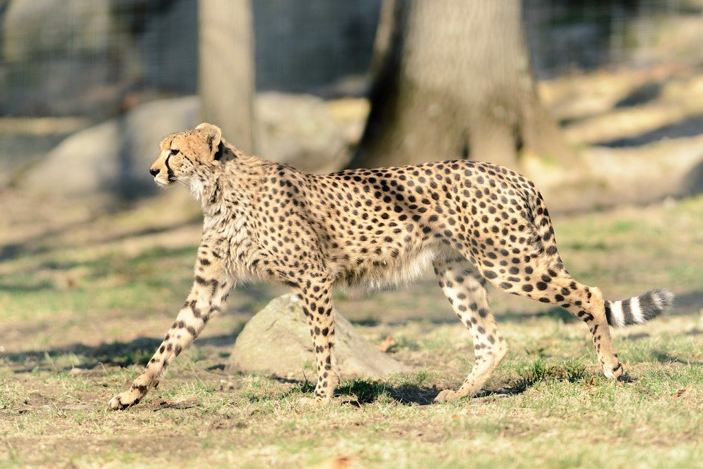 Aries (March 21 - April 19) - The Cheetah (Image Credits: Flickr)