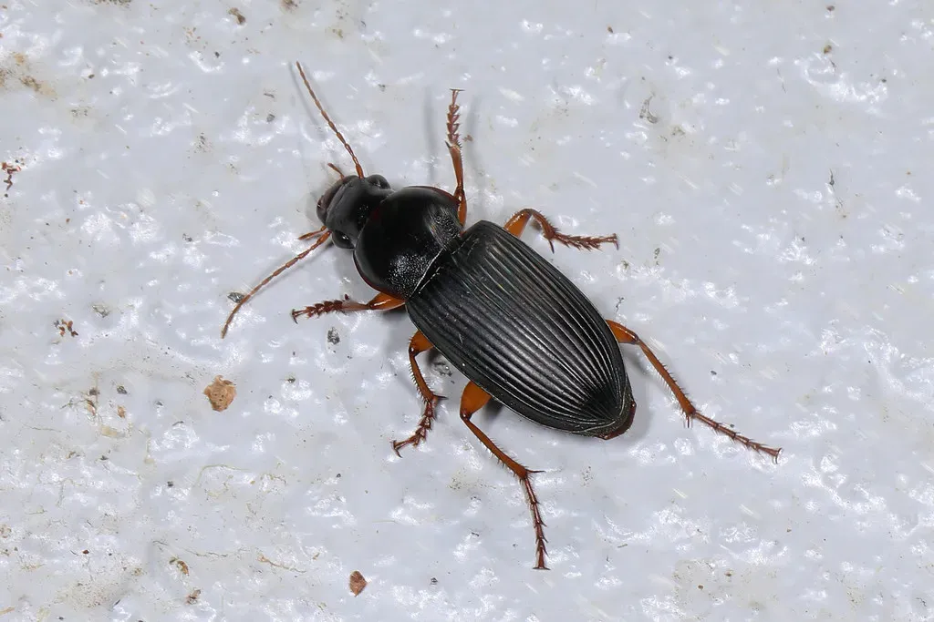 #8 - Ground Beetles (The Nighttime Enforcers) (Judy Gallagher, Flickr, CC BY 2.0)