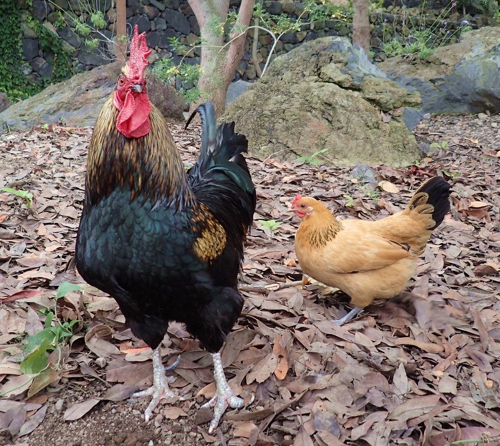 Chickens: The Backyard Descendants of T-Rex (Image Credits: Flickr)