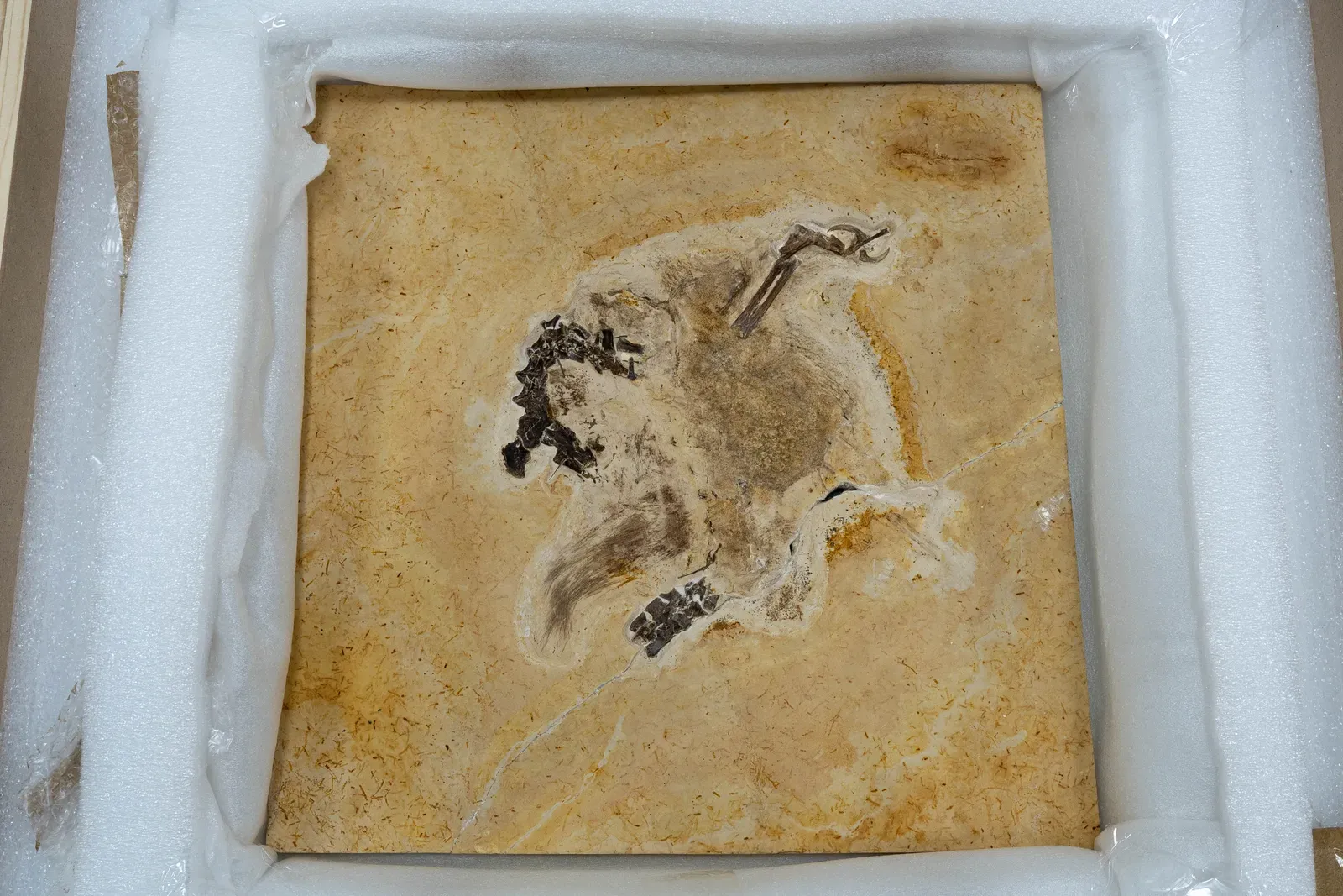 #19 - The Maned Dinosaur Nobody Was Supposed to See (By Ministério da Ciência, Tecnologia e Inovação, CC BY 2.0)