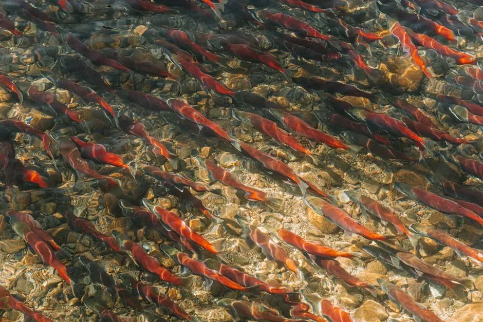 4. Salmon Finding Their Home River Out of an Entire Ocean (Image Credits: Pexels)
